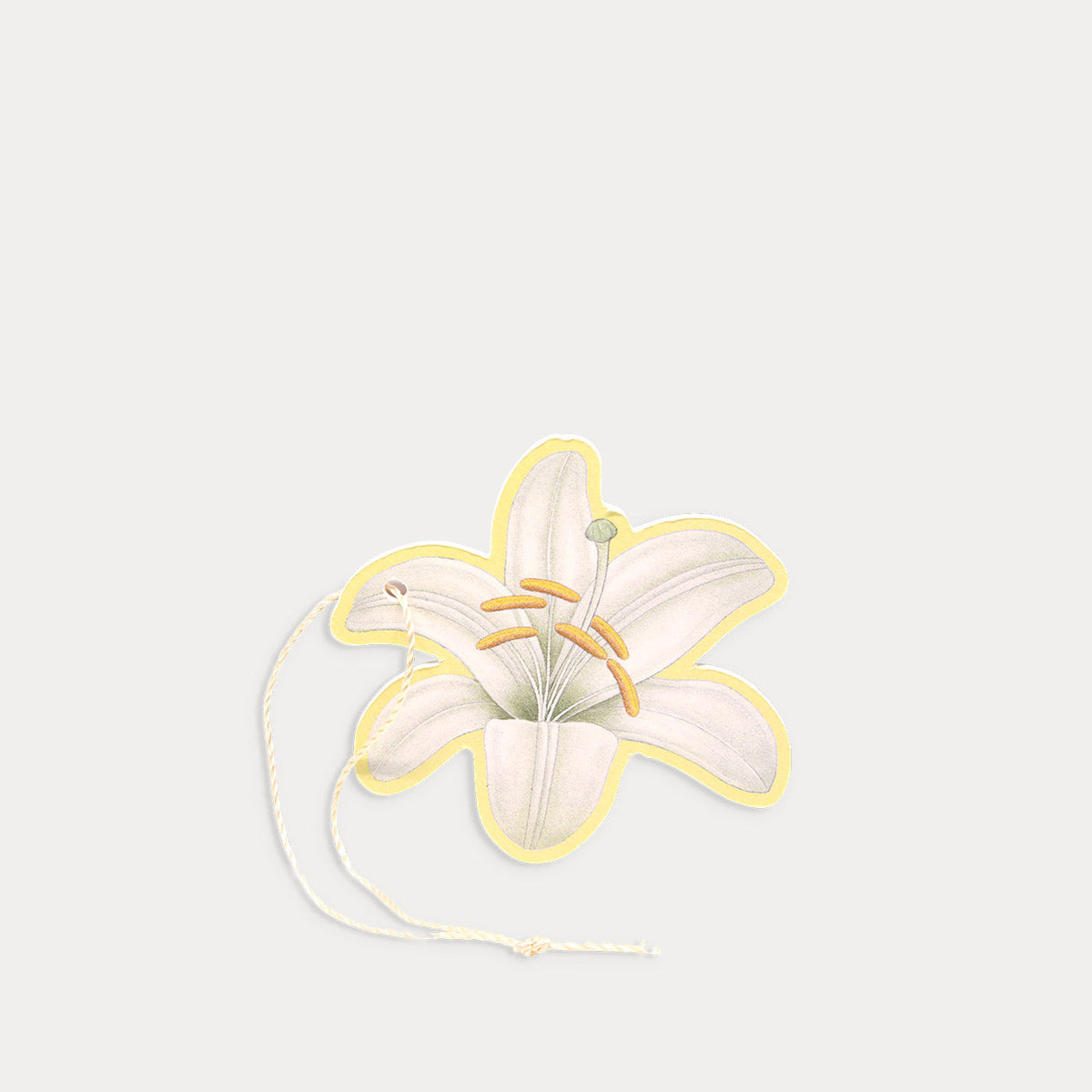 Multipurpose Perfumed Flower Lily