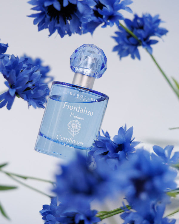 Cornflower