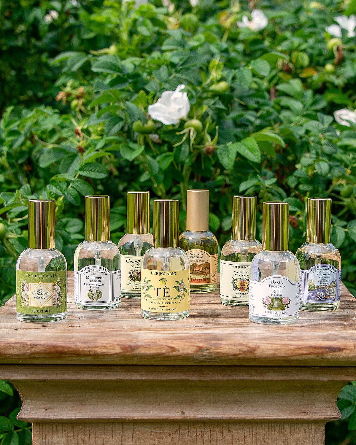 Vaniglia e Zenzero: Oriental Fragrance and Shower Gel – L